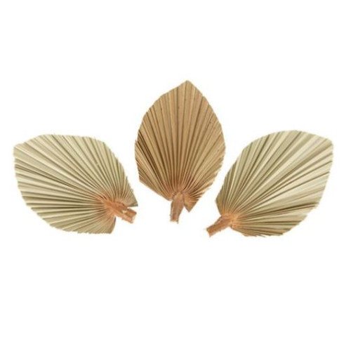 3 FEUILLES PALME SECHEES 15X10cm