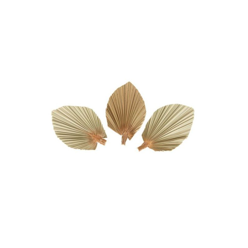 3 FEUILLES PALME SECHEES 15X10cm