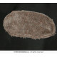COSTUME MOUCHE L