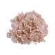 TETE HORTENSIA ROSE POUDRE