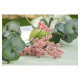TIGE GYPSOPHILE ROSE