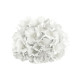 TETE HORTENSIA BLANCHE