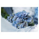 TIGE HORTENSIA BLEU CIEL 35CM
