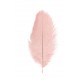 SACHET 5 PLUMES 20-25CM V.ROSE