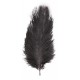 1 PLUME AUTRUCHE NOIR 55-60CM