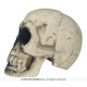 TETE DE MORT 32CM