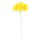 BRANCHE DE BOUGAINVILLIER JAUNE