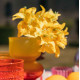 BRANCHE DE BOUGAINVILLIER JAUNE