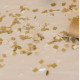 CANON A CONFETTIS BLANC CREME OR