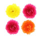 4 PIVOINES FRAMBOISE, ORANGE ET JAUNE