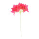 BRANCHE DE BOUGAINVILLIER FRAMBOISE