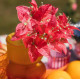 BRANCHE DE BOUGAINVILLIER FRAMBOISE