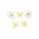 6 FLEURS DE CERISIER BLANC/VERT
