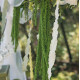 RUBAN BORDS ONDULÉS TISSU FROISSE BLANC