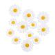 12 MARGUERITES BLANCHES ET JAUNE