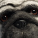 DEMI-MASQUE PELUCHE PUG