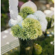 BOUQUET 6 DAHLIAS/FEUILLAGE BLANC