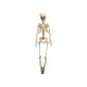 SQUELETTE ARTICULE 1M