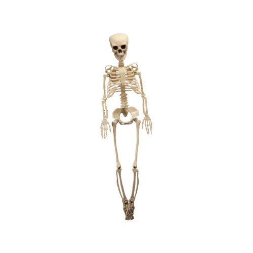 SQUELETTE ARTICULE 165CM