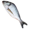 POISSON 55CM