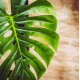 FEUILLE TROPICALE VERTE 34X30
