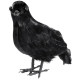 CORBEAU PLUMES