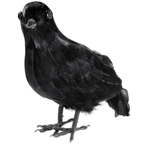 CORBEAU PLUMES