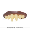 CANINES VAMPIRE