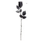 ROSE NOIRE