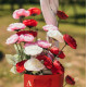 BRANCHE RENONCULES ROSE 80CM -