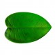 FEUILLE ANTHURIUM 44X28.5CM